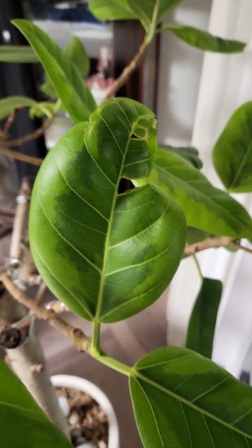 뱅갈고무나무 잎이 갈라져요..ㅠ이유좀 알려주실분의 0번 째 이미지