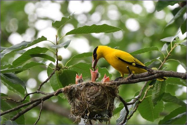 요즘 왜 우리나라에 여름철새들의 번식률이 더 빨라졌나요?의 0번 째 이미지