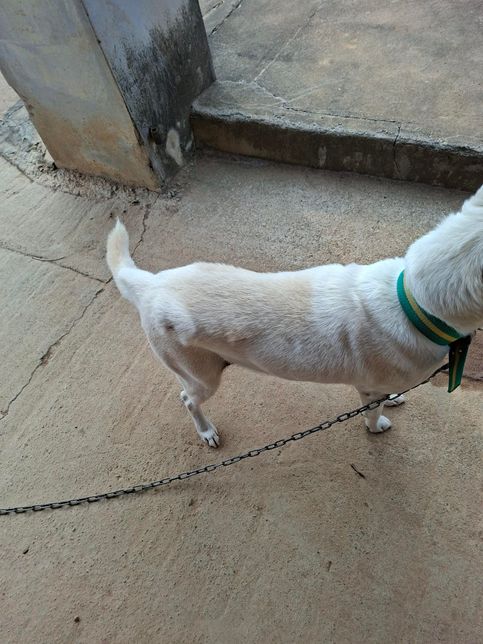 개 젖꼭지 한개만 커지고 자꾸 거기만 빨이대고있습니다의 0번 째 이미지