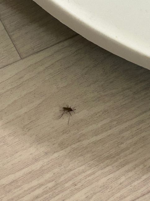 무슨 벌레인가요.... 유입로가 궁금해요의 0번 째 이미지