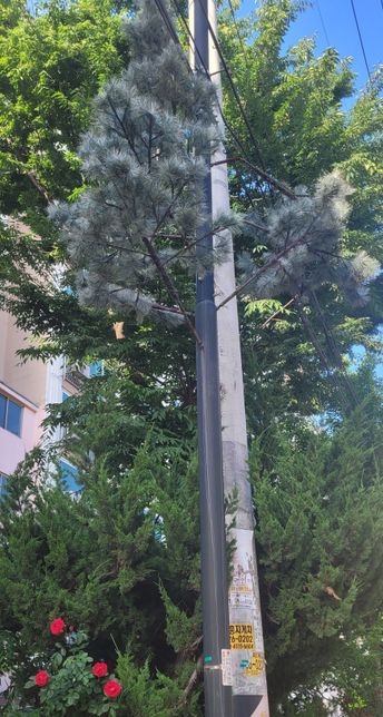 이 소나무 같은 기둥이 뭔지 알수 있을까요?의 0번 째 이미지