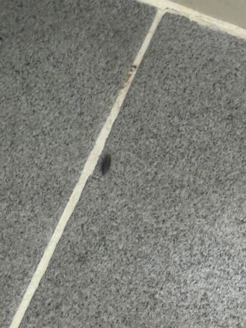 이 벌레 뭘까요.. 바퀴벌레는 아닌거같은데의 0번 째 이미지