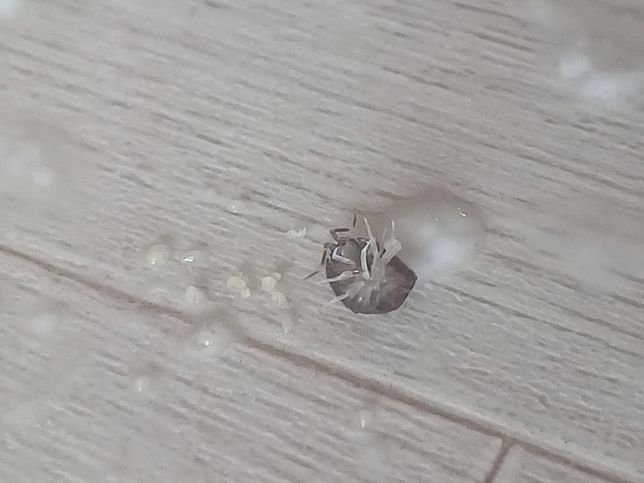 집에서 나왔는데 혹시 해충인가요??의 2번 째 이미지