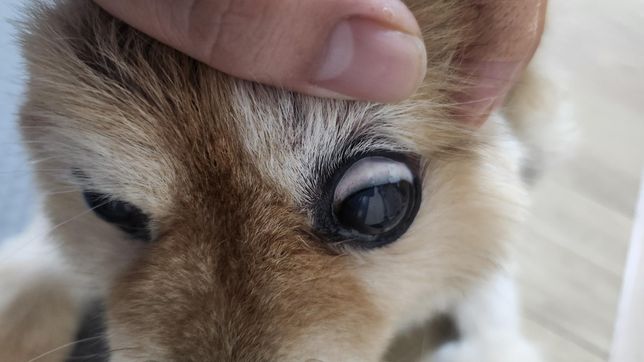 강아지 눈흰자 색이 약간 붉은?것 같아 질문드려요의 2번 째 이미지