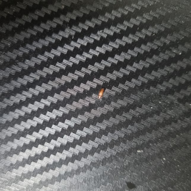 집에 이런벌레가 있는데 이름이 뭐에요?의 0번 째 이미지