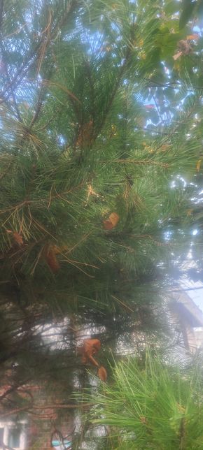 이 거미 이름이 뭘까요?????????의 0번 째 이미지