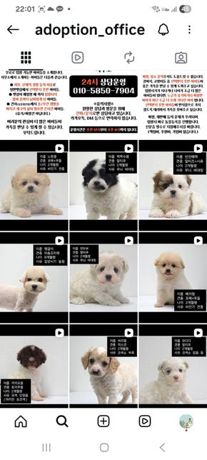 펫샵이 아니고 구조된애 입양하라고 인스타에 올라온글인데의 0번 째 이미지