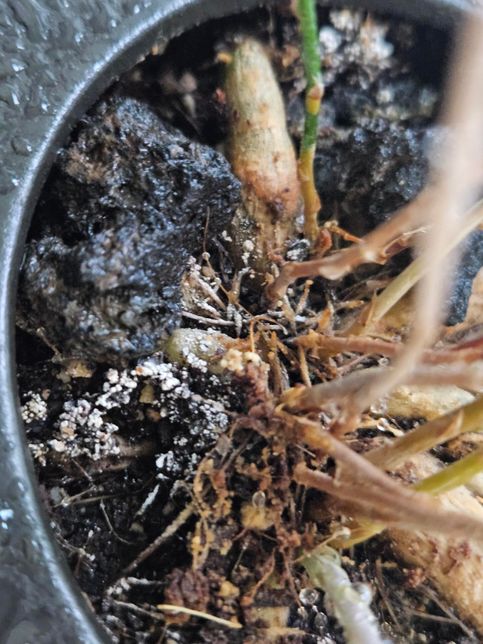 화분 흙에 흰 곰팡이(?) 같은게 있어요의 1번 째 이미지