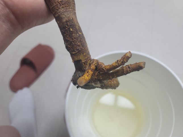 3주전에 심은 천리향이 시들고있어서 파내보니 뿌리가 썩어있습니다. 살릴수있을까요?의 1번 째 이미지