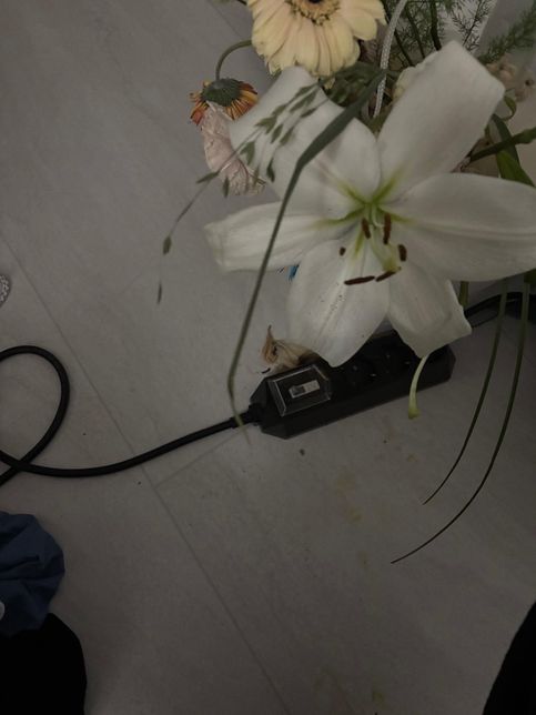 고양이가 백합 줄기?? 저 초로색 긴 부분을 좀 씹은 거 같습니다의 0번 째 이미지