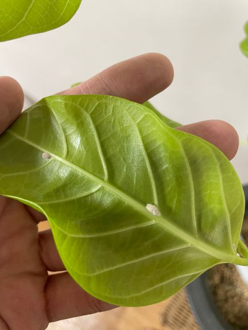 고무나무에 이런게 생겼는데 뭘까요 벌레인지 곰팡인지의 0번 째 이미지