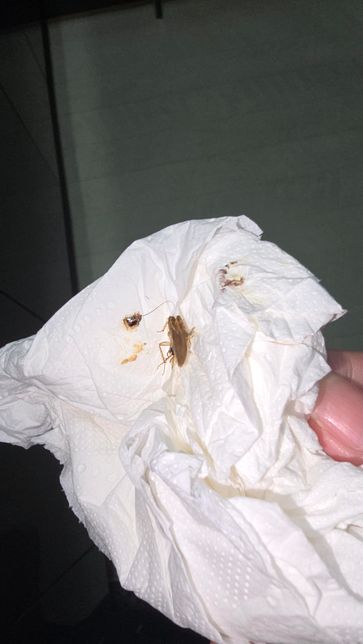 이거 바퀴벌레인가요. ㅜㅠㅠㅠㅜㅜㅜㅡ 혐사진 주의의 1번 째 이미지