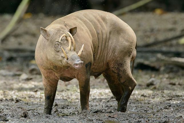 바비루사의 송곳니는 정말 안쪽으로 자라서 자신의 머리나 눈을 찌를 만큼 생존에 위험하게 보일까요?의 0번 째 이미지