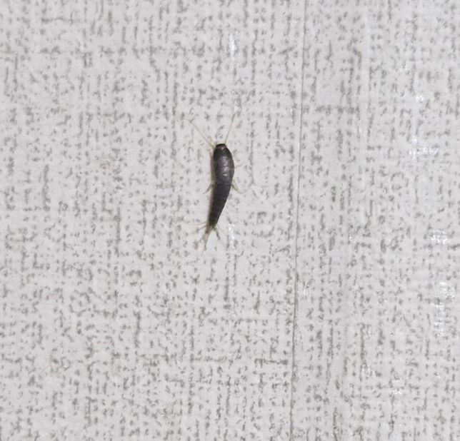 집 안 좀벌레 박멸시키는 방법!///의 0번 째 이미지