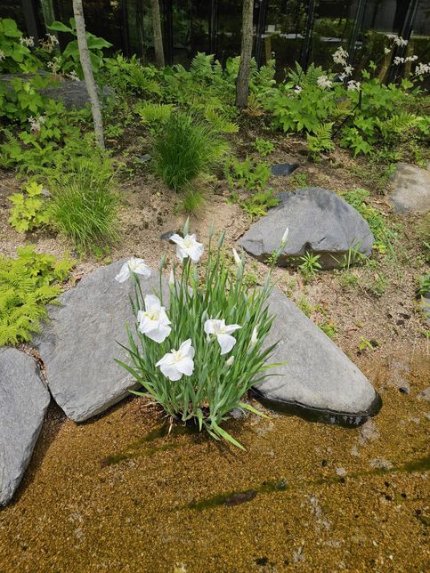 산책중에 발견했느데 이꽃은 무슨 꽃인가요?의 0번 째 이미지