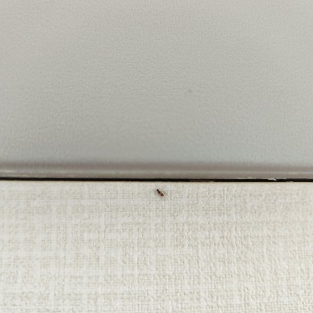 이 사진속 벌레는 무엇인가요????의 0번 째 이미지