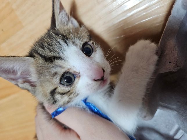 고양이 허피스 처방 안받고 치료할 수 있나요?의 0번 째 이미지