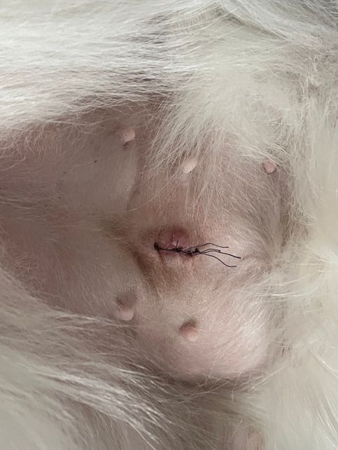 8살 여자 스피츠 강아지 중성화 수술 후 수술부위 주변 부어올랐는데 큰 병인가요 ?의 1번 째 이미지