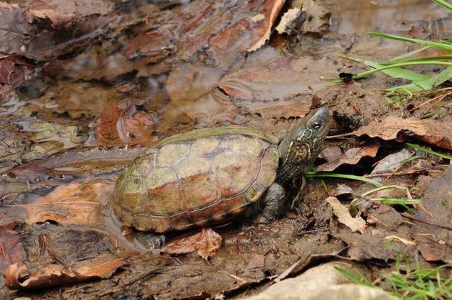 우리나라에서 가장 번식과 방류를 통해 보호활동을 펼치고 있는 양서류와 파충류는 금개구리와 남생이, 구렁이 밖에 없어요?의 1번 째 이미지