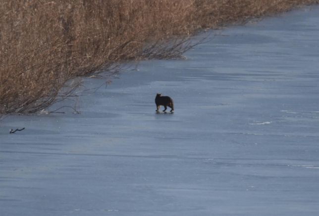 삵은 겨울에 차가운 얼음물에 들어가도 추워서 얼어죽지 않을까요?의 0번 째 이미지