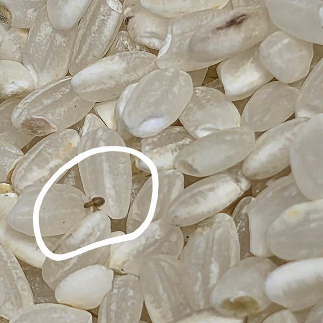 집에 엄청 작은 벌레가 .. 이 벌레 이름이 뭘까요의 2번 째 이미지