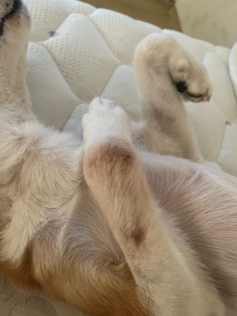 강아지 다리 불룩 티어나온부분 어떤증상인가요?의 0번 째 이미지