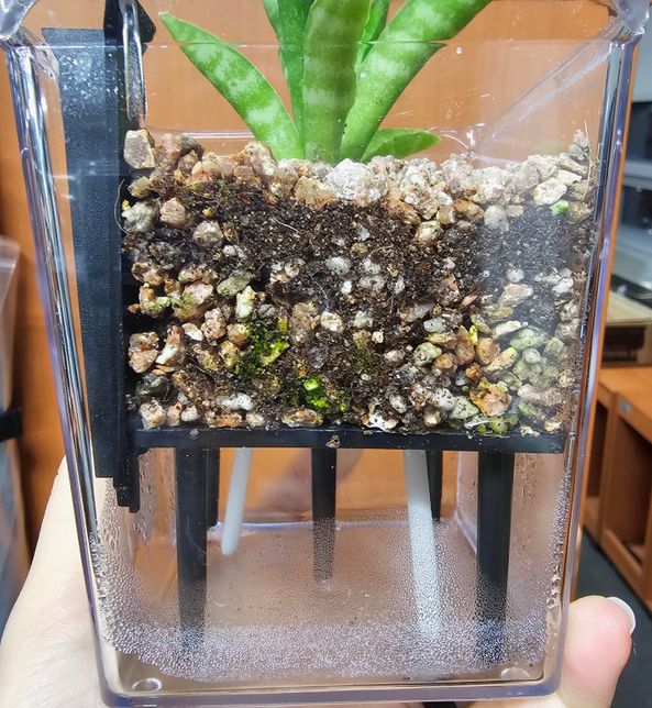 겉이 투명한 저면관수 화분을 샀는데 곰팡이가 핀걸까요?의 1번 째 이미지