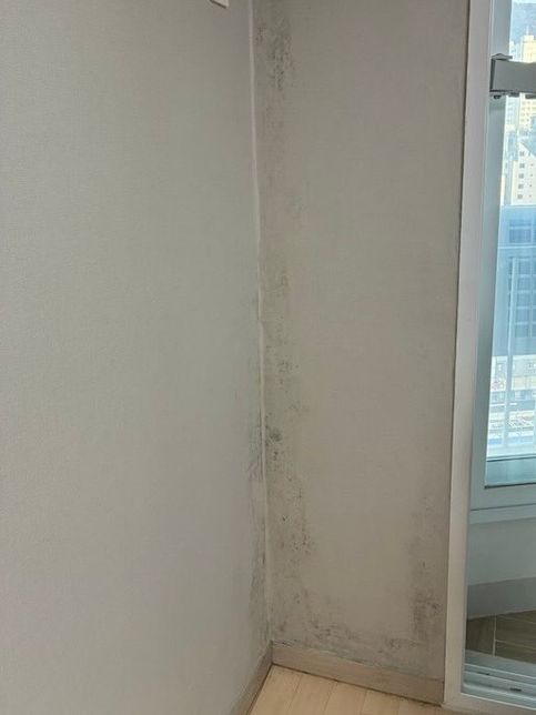 (임대차계약 만료 후 곰팡이) 도배•건축•법률 전문가님들 제발 도와주세요의 1번 째 이미지