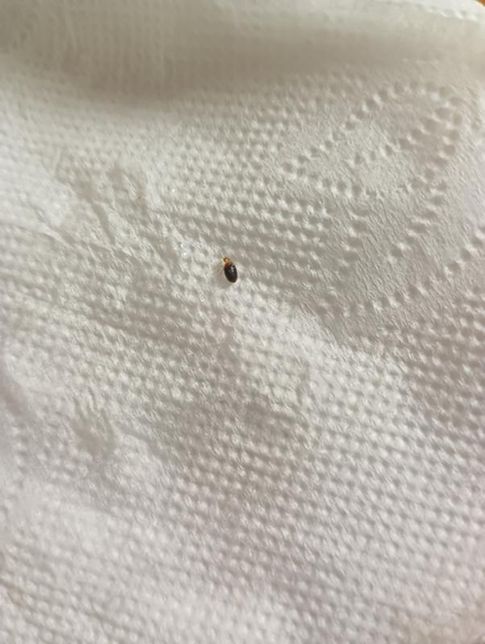 사진에 있는 벌레는 어떤 벌레일까요?의 0번 째 이미지