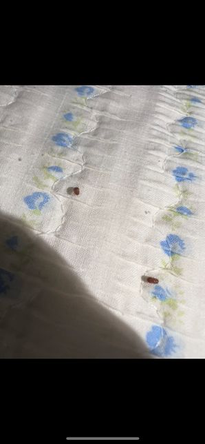 혹시 이 벌레는 뭐고 어떻게 없앨 수 있나요?의 0번 째 이미지