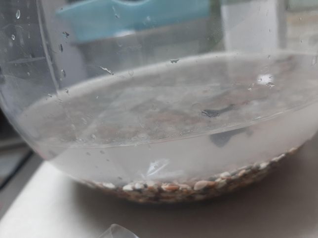 어항 속물은 왜이리 뿌옇고, 물고기들은 왜 이러나요??의 0번 째 이미지