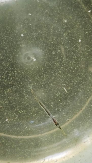 물고기를 잡았는데 어떤종인지 궁금합니다(사진첨부)의 2번 째 이미지