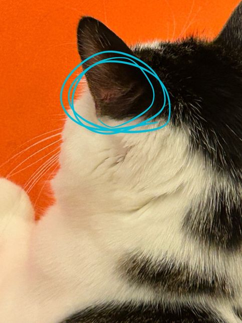 고양이 귀뒤에 상처 낫는데 링웜인가요?의 0번 째 이미지