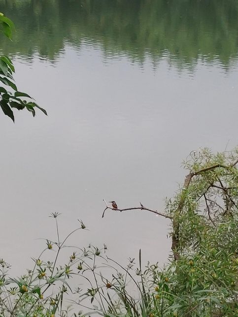 물총새는 왜 비가 오는 날 물 근처 나뭇가지 위에 앉아서 사냥을 선호하게 되었나요?의 1번 째 이미지