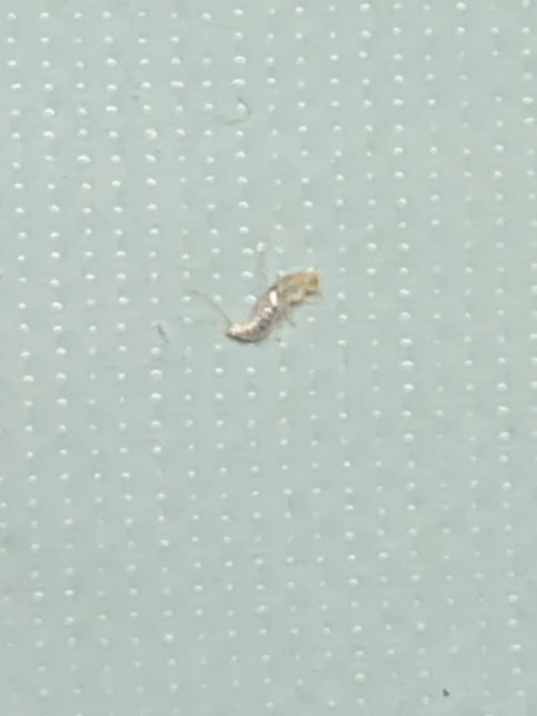 두루마리휴지에서 나왔는데 이 벌레 이름이 뭔가요??의 0번 째 이미지