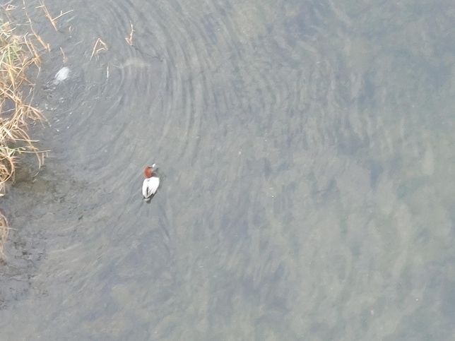 잠수성 오리 흰죽지의 천적은 주로 어떤 동물인가요?의 1번 째 이미지