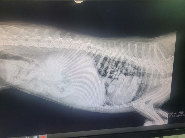 강아지 엑스레이 사진봐주실수있나요?의 0번 째 이미지