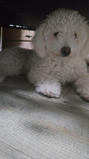 지금머리 미용되나요?? 비숑인데 지금 곰돌이컷 해도 될까요의 0번 째 이미지