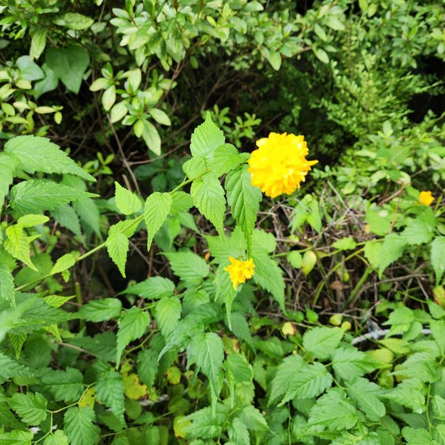 어제 산책하다가 길가에 핀 꽃이 조그만게 이쁘다라구요. 이게 무슨 꽃이죠?의 1번 째 이미지