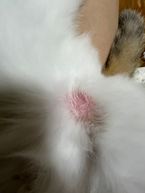 고양이 배 부분 흔적 왜 이러는 걸까요..?의 1번 째 이미지