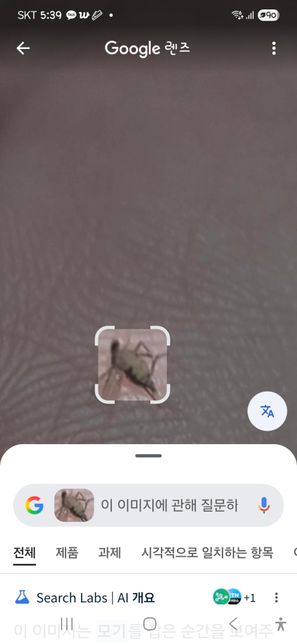 요새 집안에 이런 벌레가 많은데 어떤 벌레인가요?의 1번 째 이미지