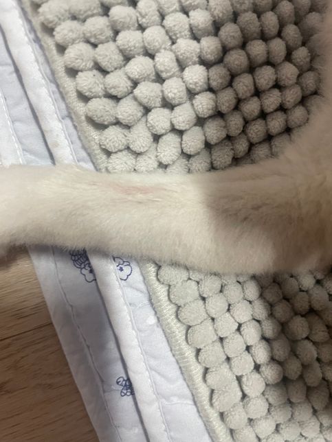 저희집 강아지 다리에 상처가 있는데 무엇일까요??의 0번 째 이미지