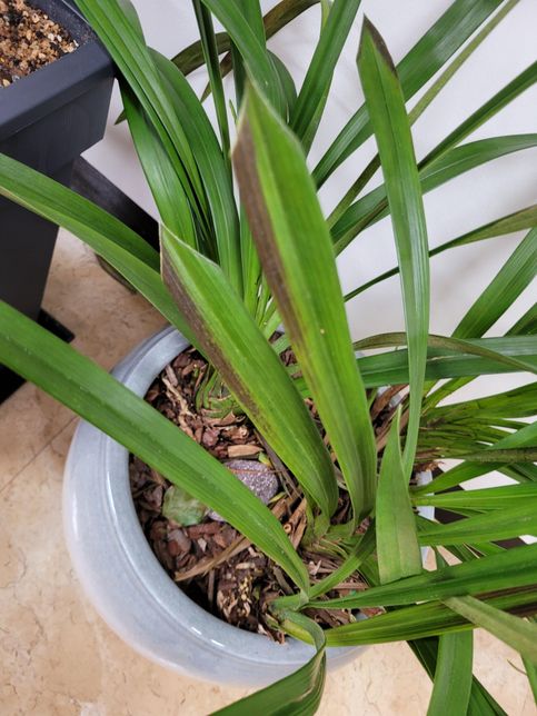 난 키우는 중 잎의 색깔이 변하는 이유가 뭘까요?의 0번 째 이미지