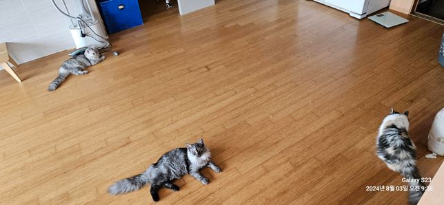 원목강화마루에 어떻게 관리해야하나요??의 0번 째 이미지