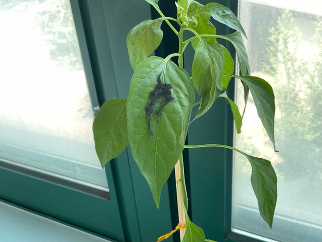 잿빛곰팡이 감염시키는법에 대하여 알려주세요의 0번 째 이미지