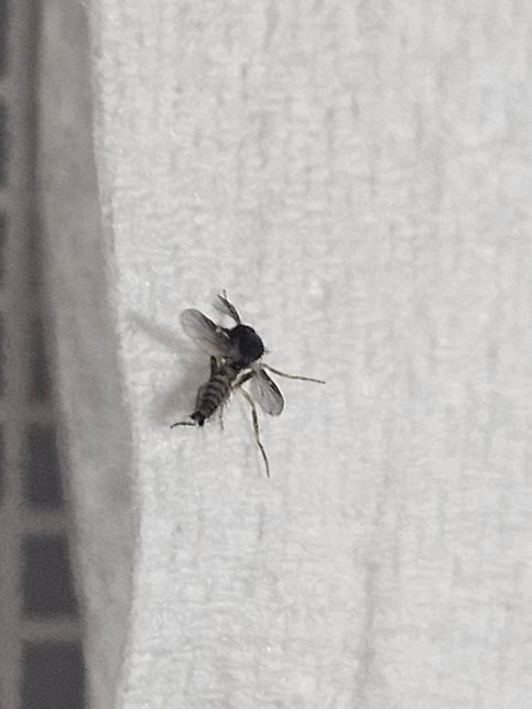 집 천장에 붙어있는 이건 무슨 벌레인가요?의 0번 째 이미지