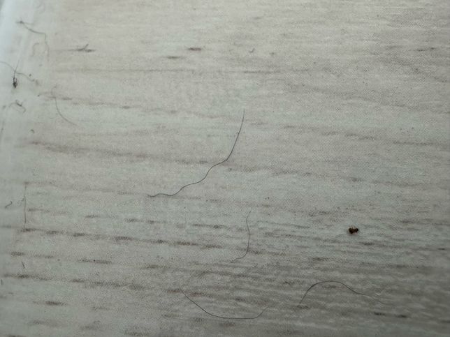 집벌레 종류가 뭘까요ㅠ 스트레스가 이만 저만이 아니네여..의 2번 째 이미지