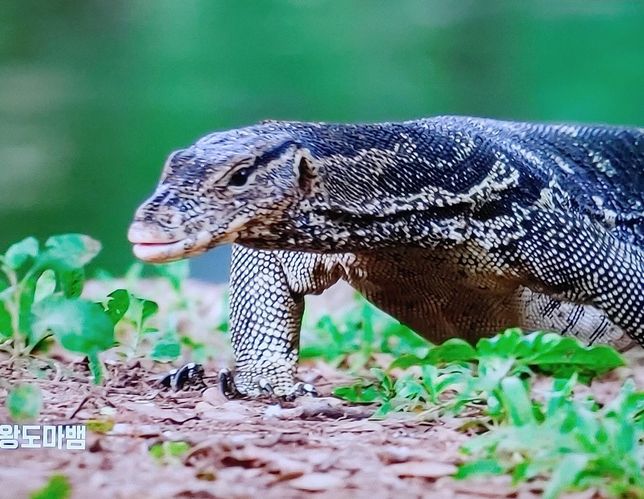 물왕도마뱀은 태국 도심 속 연못에서 최상위 포식자인가요?의 0번 째 이미지