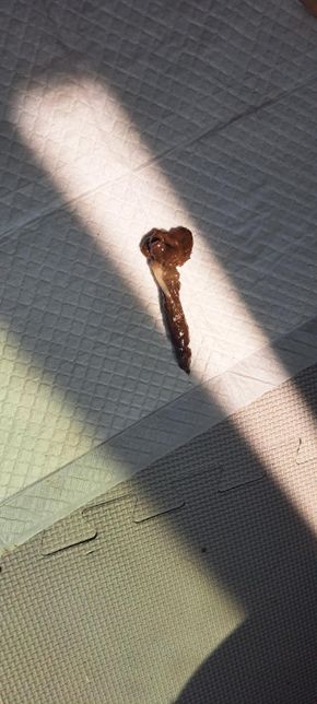 혐 주의)강아지 변 상태 괜찮걸까요???의 1번 째 이미지