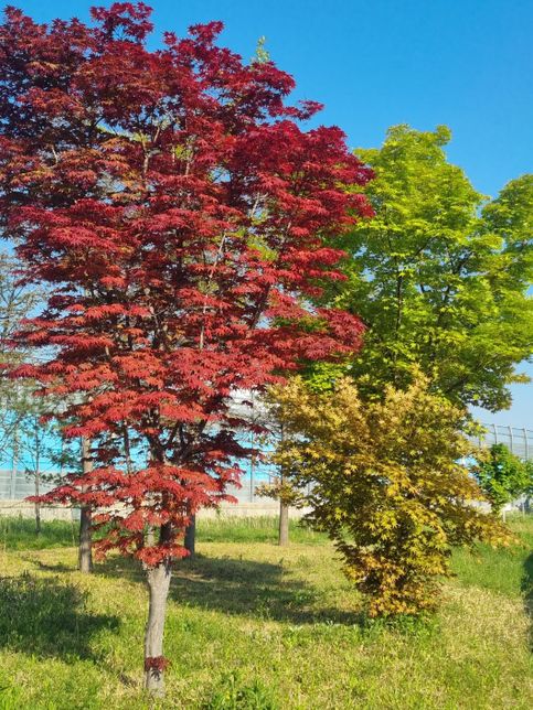 공원에 단풍잎같은 나무가 피어있는데, 아무래도 단풍은 아니고 원래 그런 것이겠지요?의 0번 째 이미지